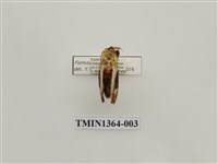 藏品(褐頂斑舟蛾)的圖片